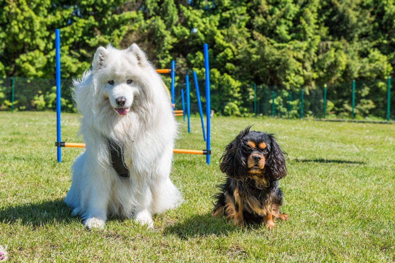 Domy Morskie Dog Friendly Jantar Buitenkant foto